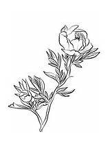 Coloring Peony Pages Drawing Line Flower Flowers Printable Getdrawings Template sketch template