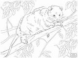 Sugar Coloring Glider Pages Possum Destiny Opossum Getdrawings Getcolorings Printable sketch template
