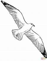 Seagull sketch template