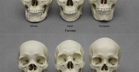 human male  female skulls african asian  european skulls