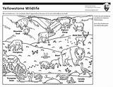 National Park Coloring Pages Service Yellowstone Educational Creates Student Graphic Piece Targeting Older Original sketch template