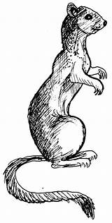Weasel Comadreja Belette Dibujos Mustela Mammals sketch template