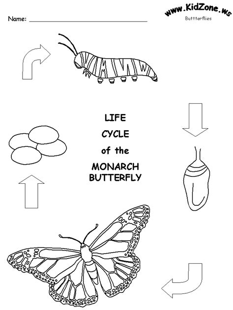 bild galeria butterfly life cycle coloring pages