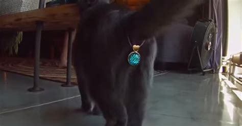 Bejewel Your Cat S Butt With Twinkle Tush Huffpost