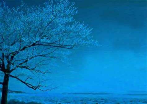 beautiful nature scenery blue tree