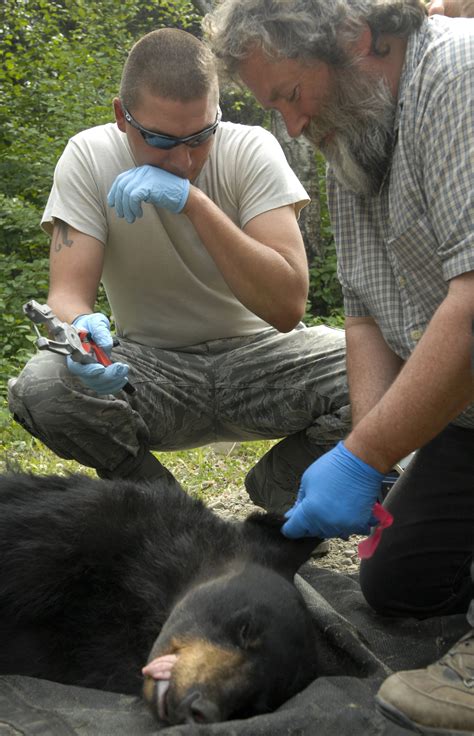 conservation agents biologists track elmendorf bear