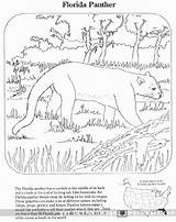 Coloring Florida Panther Animals Pages Animal Endangered Panthers Kids Everglades Drawing Domain Public Color Printable Species Wpclipart Sheets Clip Drawings sketch template