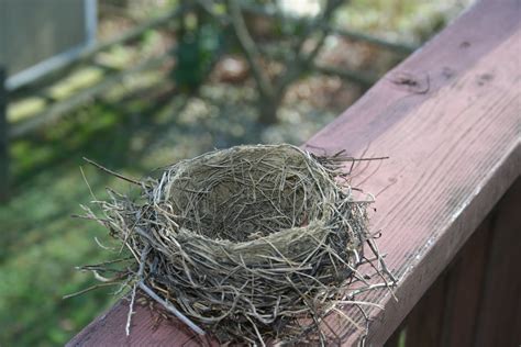 delco daily top ten top   bird nest