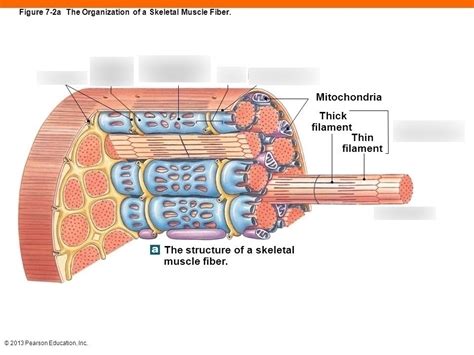 skeletal muscle fiber diagram quizlet