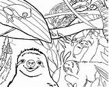 Coloring Sloth Pages Jungle Live Cute Getdrawings Color Getcolorings sketch template