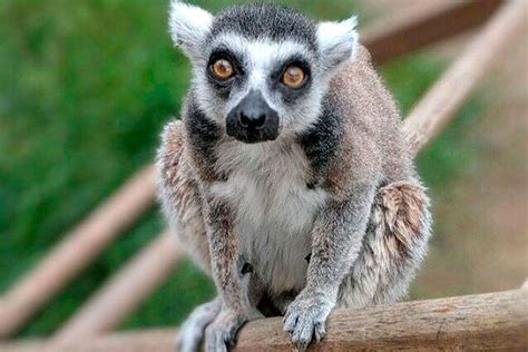wanted  pet monkey  stole  lemur    bragged   fbi   daily