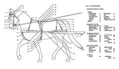 team horse harness parts harness parts explained  graphics  style pinterest horse