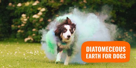 diatomaceous earth  dogs   natural killer  parasites