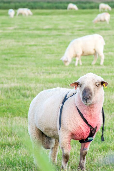 Male Ram Wearing Mating Harness With Other Sheep Stock