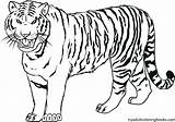 Coloring Tiger Head Getcolorings Face sketch template