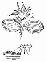 Coloring Carnivorous Plant Designlooter 86kb sketch template