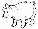 Puerco Porc Animales Dibujo Coloriage Pork Animaux sketch template