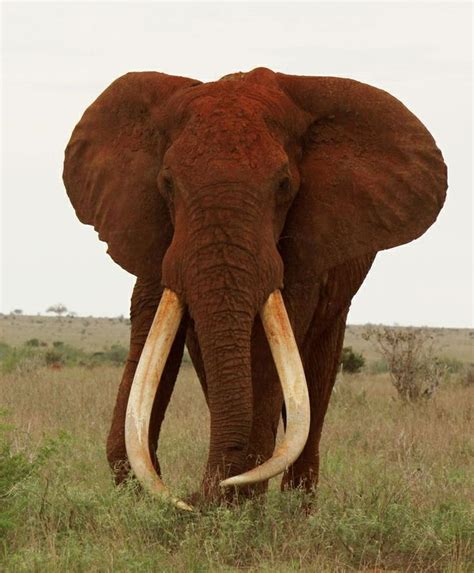 great tusker bull elephant called satau  kenya      lbs elephants left