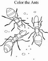 Coloring Ants Pages Info sketch template