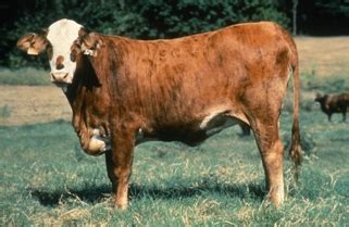 bos indicus beef cattle