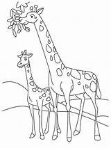 Giraffe Girafa Jerapah Sketsa Mewarnai Hewan Diwarnai Binatang Makan Daun Pintar Imagensemoldes Coloring4free Ausmalbild Giraffes Pola Leher Voltar Categoria Panjang sketch template
