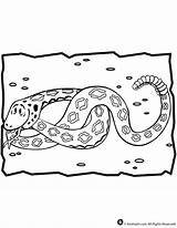 Rattlesnake Diamondback Rattlesnakes Venomous Americas Snakes Heaviest Largest sketch template