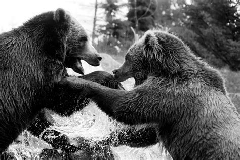 grizzly bear fight stock image image  america park