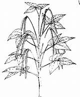 Taro Leaf Drawing Getdrawings Plants sketch template