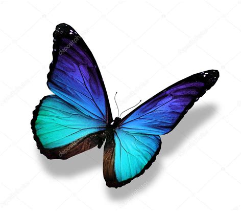 morpho blue butterfly isolated  white stock photo  suntiger