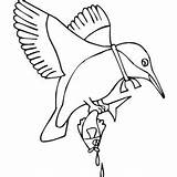 Kingfisher Coloring Getcolorings Drawings sketch template