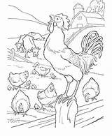 Coloring Farm Pages Animals Animal Rooster Hens Sheets Chicken Kids Printable sketch template