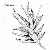 Aloe Vera Botanical Beneficios Royalty Skica Getdrawings Andreeva sketch template