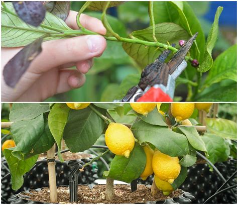 grow  lemon tree  cutting  plant guide