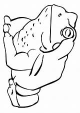 Frog Coloring Pages Coloring4free Cute Bullfrog Lily Pad Toad Clipartmag Parentune Worksheets Drawing Books sketch template