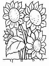 Plantes Sunflower sketch template
