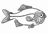 Pez Colorear Kleurplaat Fisch Pesce Disegno Malvorlage Educima Colorea sketch template