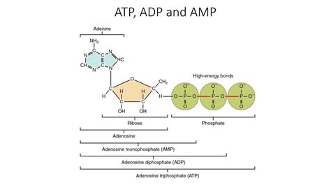 atp adp amp metabolism dobiohacking