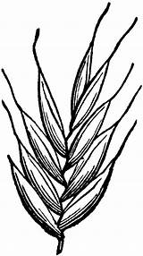 Grass Clipart Rye Etc Italian Original sketch template