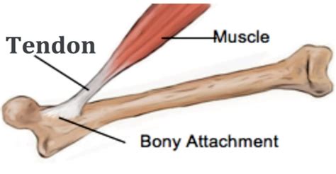 tendon assignment point