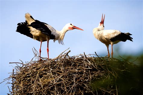 storchenbegruessung foto bild tiere wildlife wild lebende voegel bilder auf fotocommunity