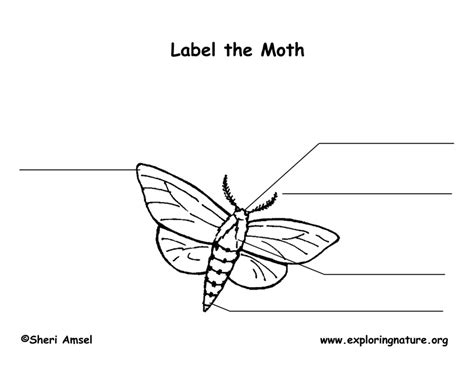 moth labeling page