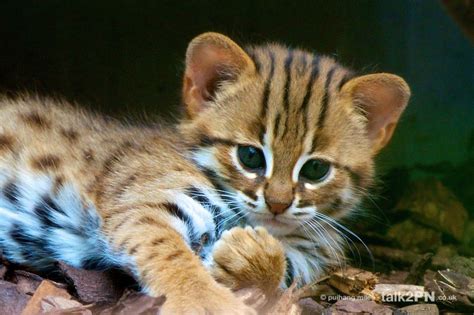 interesting smallest wild rusty spotted cat facts mammal age