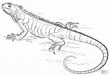 Iguana Leguan Ausmalbilder Supercoloring Stampare Dragon Reptiles Meglio Lucertole Ausdrucken Ius sketch template