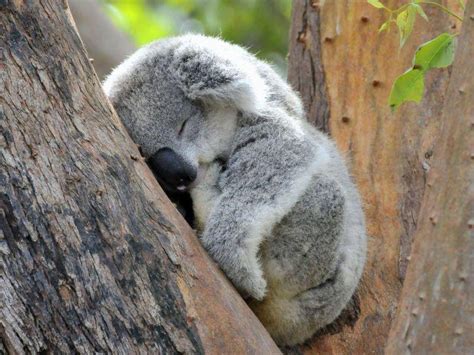 Sechs Gründe Warum Man Koalas Einfach Lieb Haben Muss
