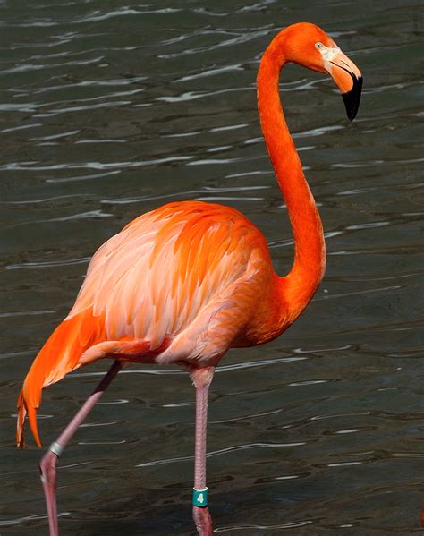 flamingo resources  maryland zoo  baltimore