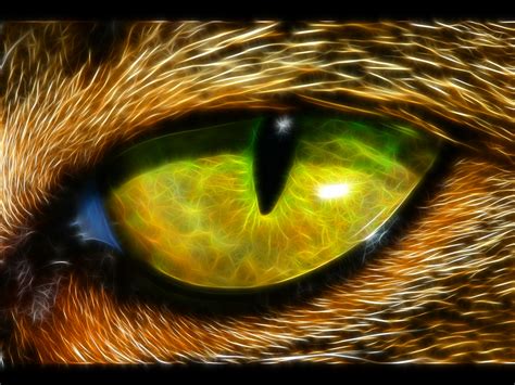 animal eye wallpaper