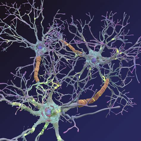 neurons synapses myelin cd