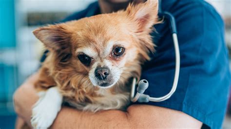 zorgen om kleine hondjes met knallende hoofdpijn rtl nieuws