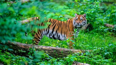 yrczpgar tiger  habitat  tiger habitat tiger population