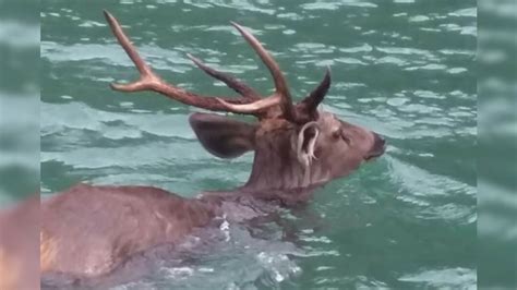 Hangul The Rare Kashmir Deer May Soon Go Extinct